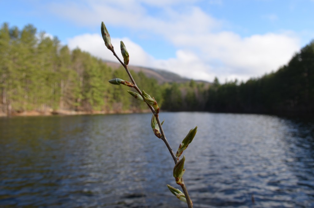 Signs of Spring's progress near Poole Reservoir at Monadnock State Park HQ. 05.03.13. Photo by Patrick Hummel.