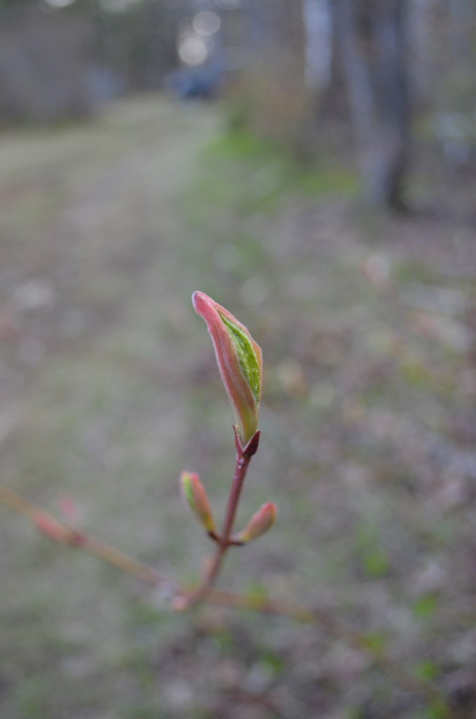 Buds are ready to pop at the base of Monadnock. 05.03.13. Photo by Patrick Hummel.
