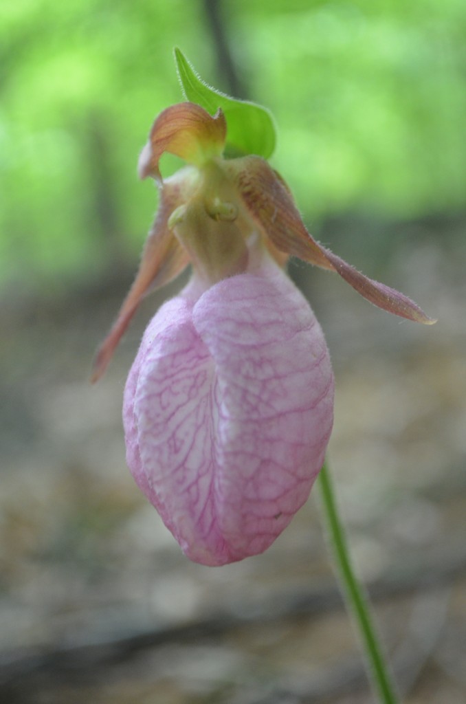 The Cypripedium acaule (also called the "Pink Lady's Slipper", spotted in the eastern woods of Mount Monadnock, 06.04.13. Photo by Patrick Hummel.