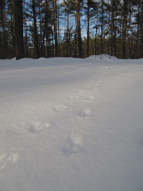 Footprints Photo By Colleen Ann