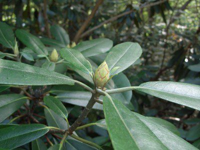 Rhododendron Bloom Report June Nh State Parks