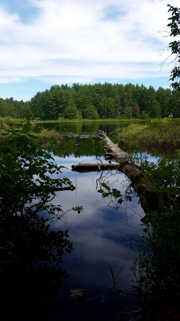 Hiking around Hogback Pond is one of many activities Greenfield has to offer.