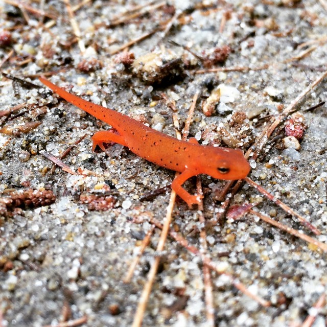 Look at this little cutie.  Also known as a red eft. 