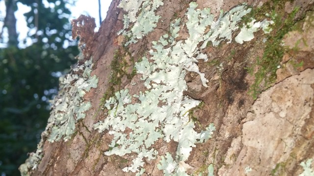 Lichen growing on a tree