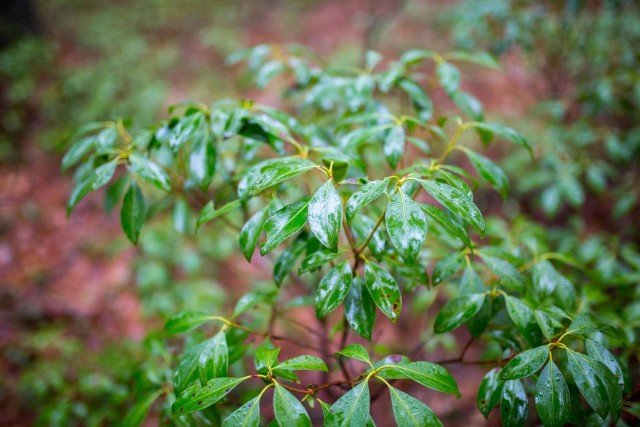 Wet, green mountain laurel plants really pop against the brown landscape