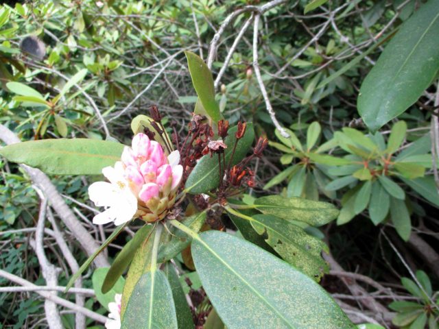 Rhododendron Bloom Report Picture - July 15, 2016