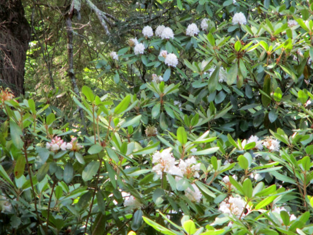 rhododendron bloom report: 7/22/16