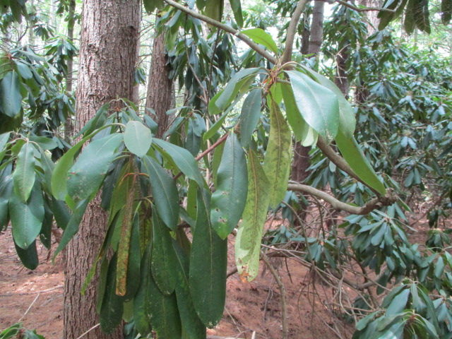 Some leaves are sacrificed to conserve moisture in the rest of the plant