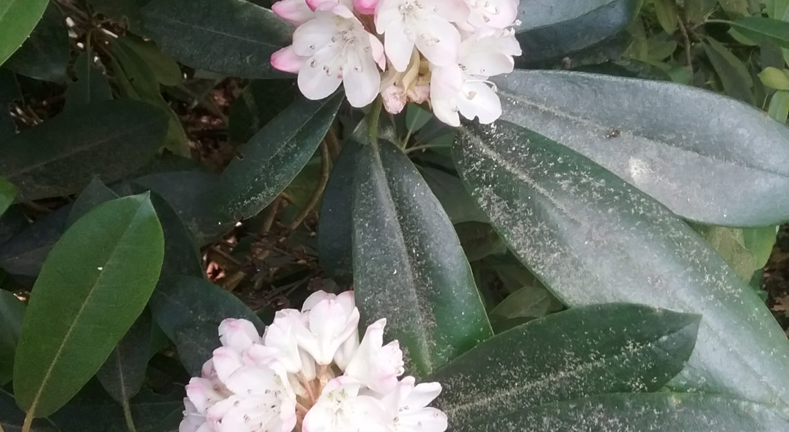 Rhododendron Bloom Reports Archives Nh State Parks