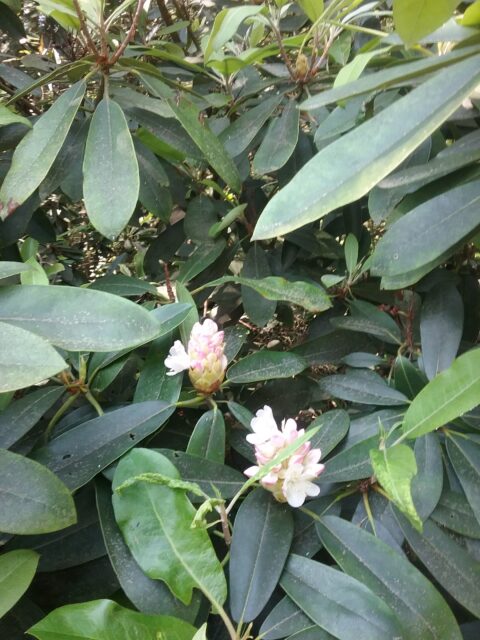 Flower buds on rhododendrons