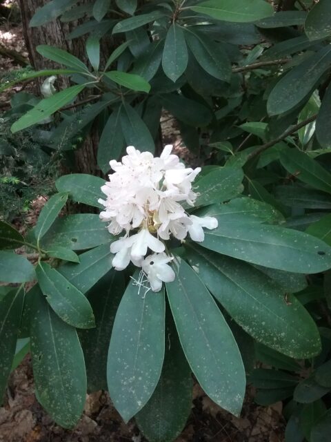 Rhododendron bloom.
