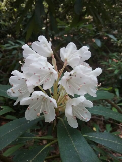 rhododendron state park blooms