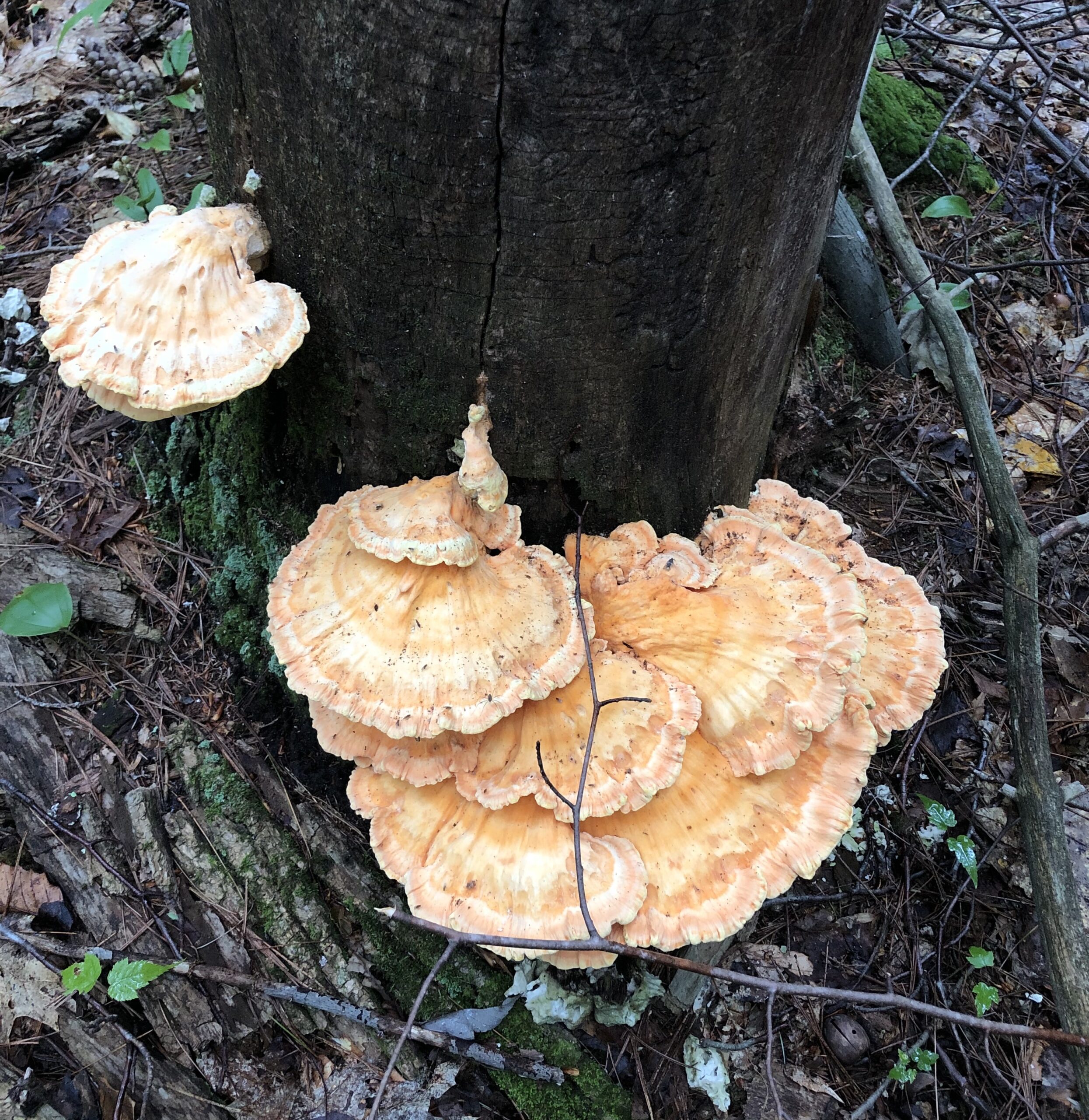 chicken of the woods identification