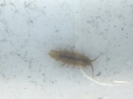 Possible Isopod