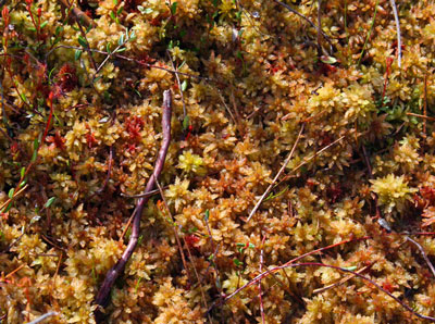 Ponemah Bog Moss