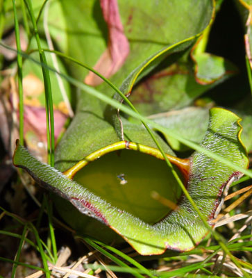 Carnivorous Pitcher Plant