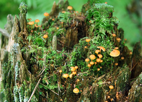 Mushrooms and Moss