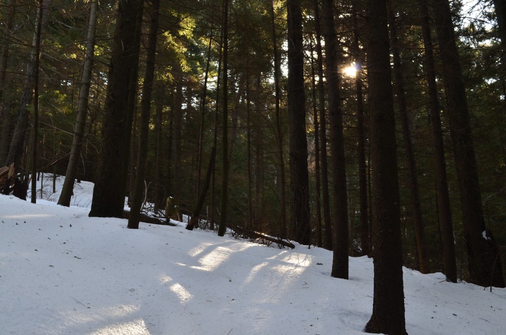 Morning sunlight breaking through the forest on Monadnock's southern slopes. February 2013. Photo by Patrick Hummel