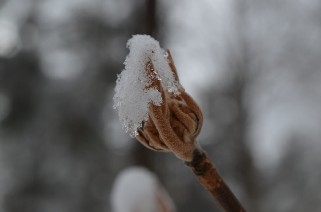 Will Spring break through Winter soon? Snow covered bud on the White Dot Trail. Photo by Patrick Hummel