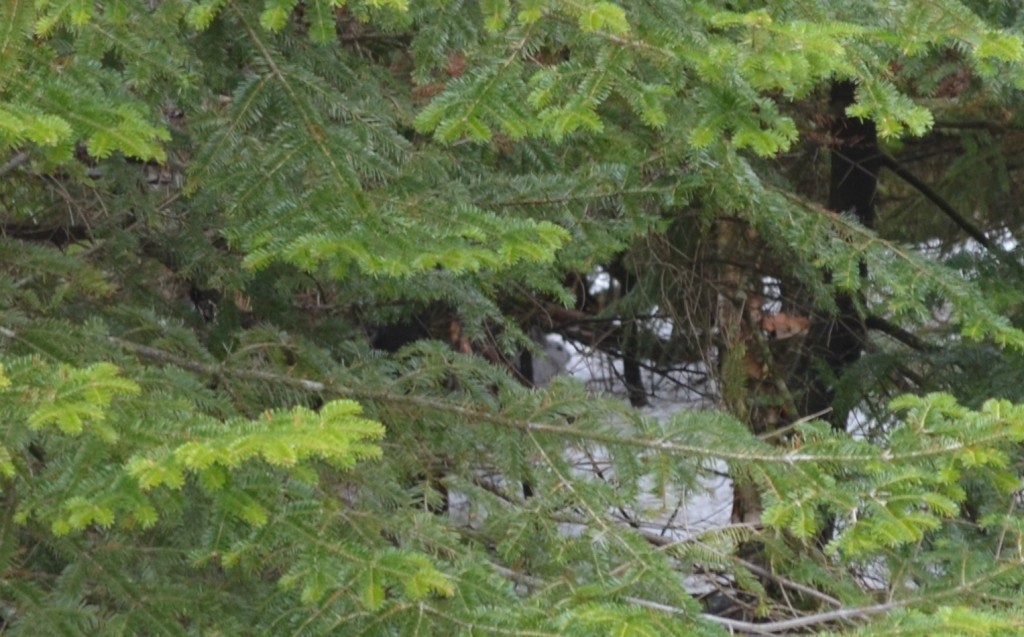 I found this hare on the side of Cascade Link. Can you see him? 04.11.13. Photo by Patrick Hummel