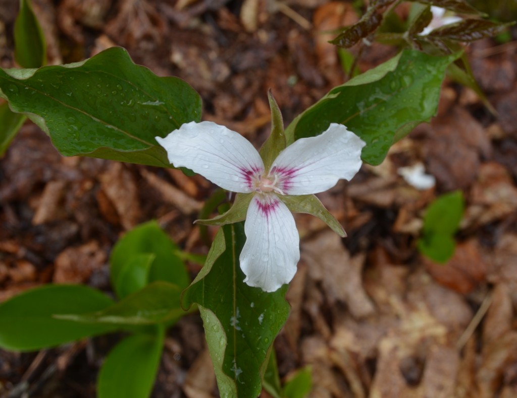 Painted Trillium are out. This one was found on the Lost Farm Trail. Photo by Patrick Hummel.