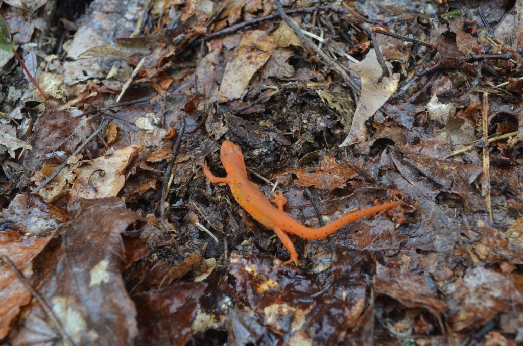 After rain fall, be sure not to step on any Efts. Here is one found on Monadnock's Lost Farm Trail earlier this month. Photo by Patrick Hummel.
