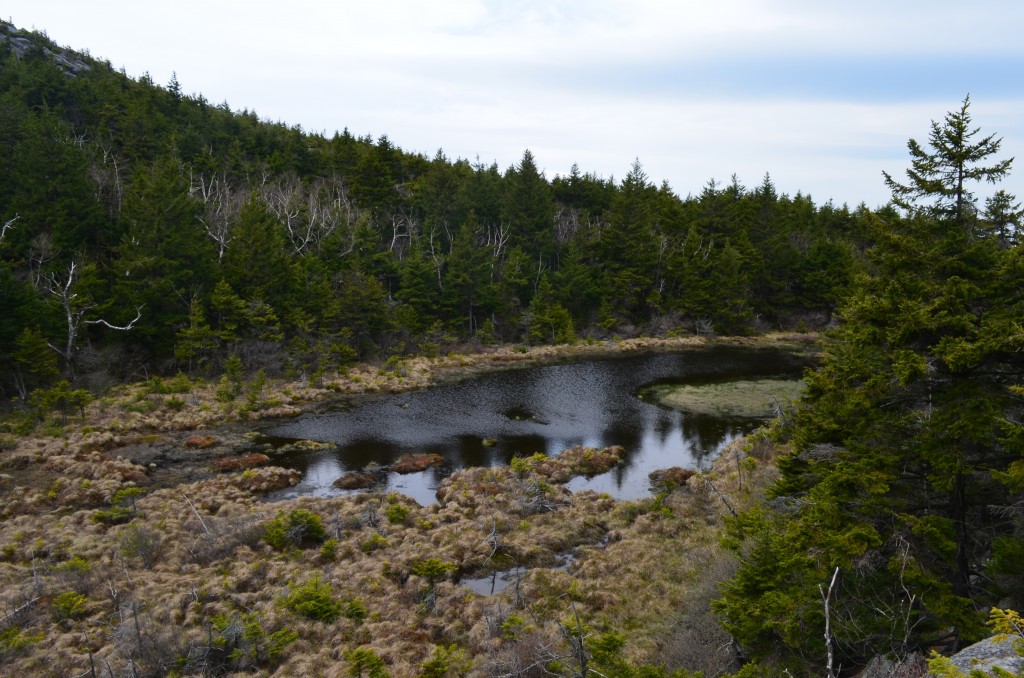 "Thoreau Bog" on the northeast shoulder of Monadnock. Thoreau visited and studied this "wild swamp" eventually named for him, on his 1858 visit, but spent more time there on his 1860 trip. Photo by Patrick Hummel.