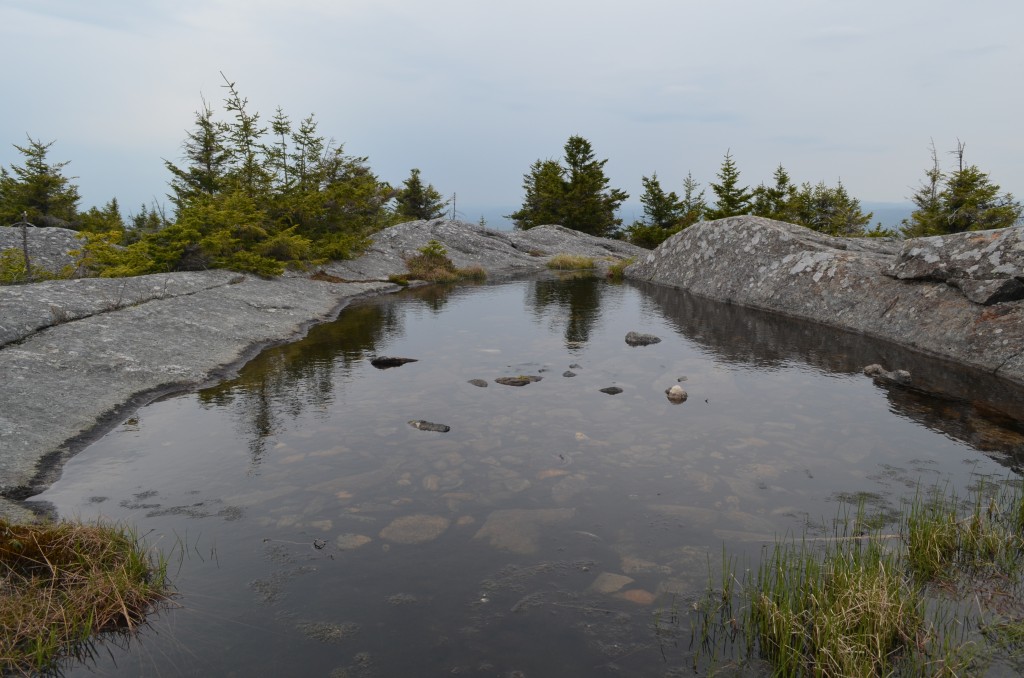 One of the summit bogs Thoreau likely explored. This one is found next to the Pumpelly Trail. Photo by Patrick Hummel.