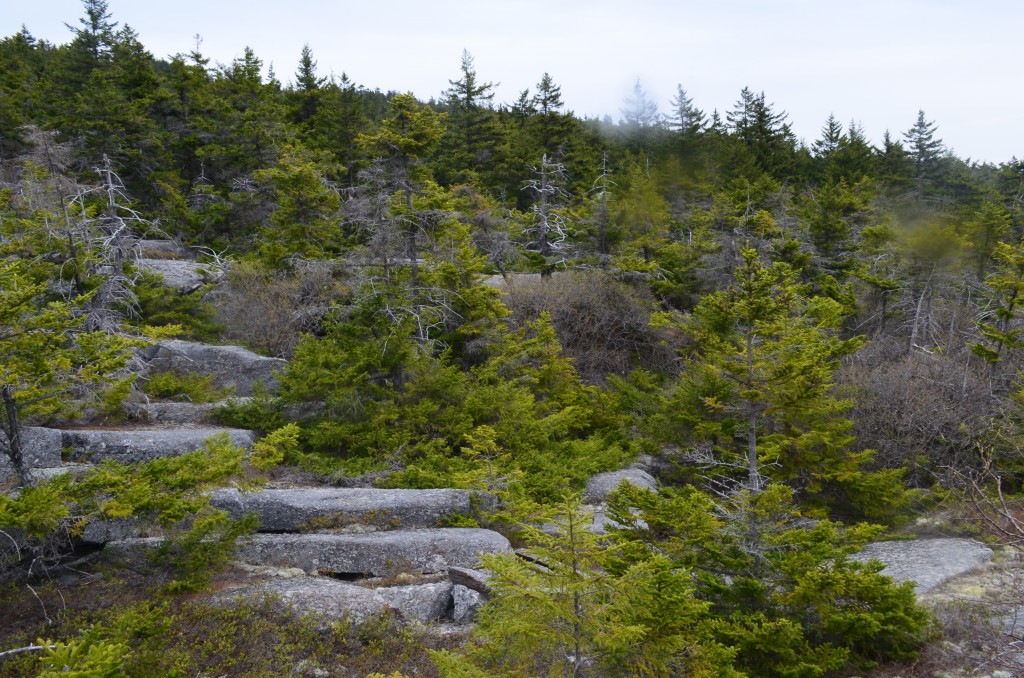 Another view of Thoreau and Blake's likely 1858 campsite on Monadnock's southern face. Photo by Patrick Hummel.