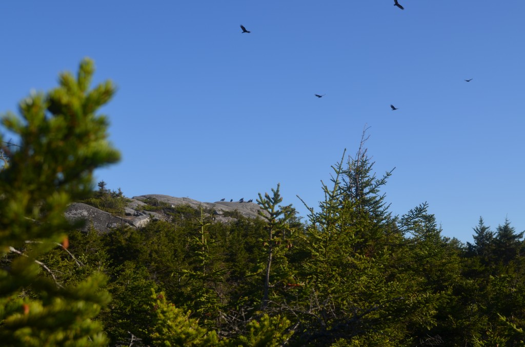 Night hawks? Turkey Vultures, actually, seen on Monadnock's southern face. I counted 14, but could not get them all in frame. 06.04.13. Photo by Patrick Hummel.