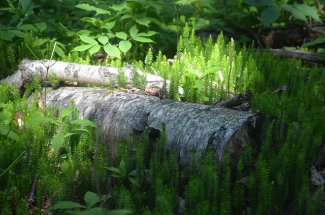 A birch log surrounded by club moss. Cascade Link. Photo by Patrick Hummel.