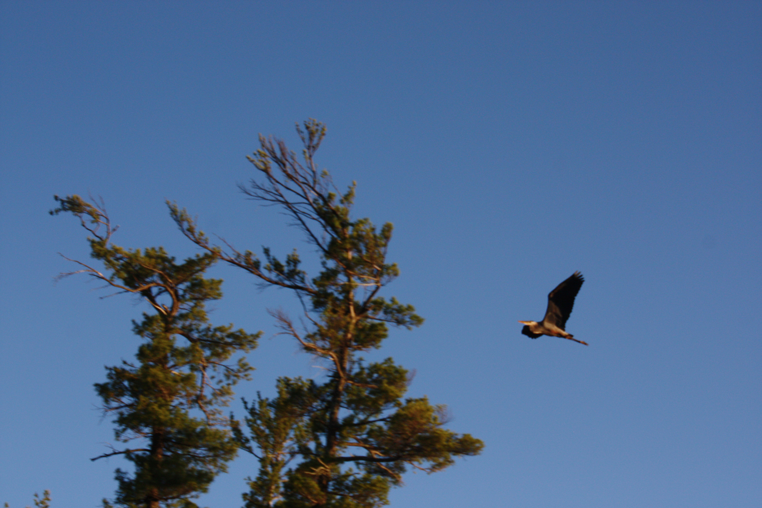 A massive blue heron glides overhead.