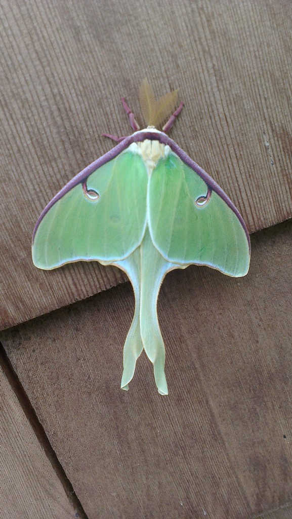 The Luna Moths were out at Monadnock this past week. This one was found at Monadnock State Park's Gilson Pond Campground on 06.13.13. Photo by Patrick Hummel.
