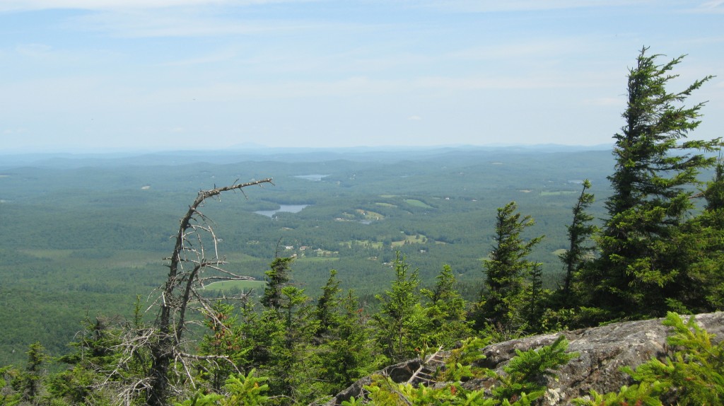 The way the winds effected the growth of the trees on the North Ridge made an impression on Thoreau. This picture was taken on the Pumpelly Trail by Patrick Hummel.