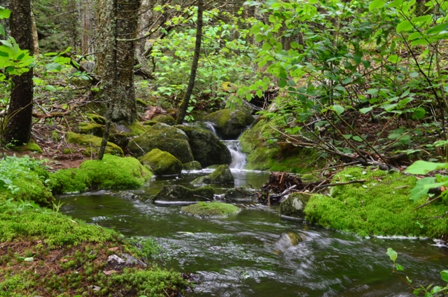 Monadnock's serenity, captured here on the very upper sections of Mossy Brook. Photo by Patrick Hummel.
