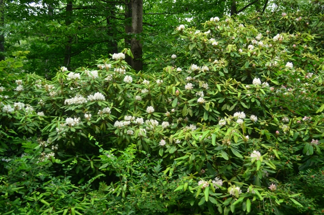 The Rhododendron maximum are not yet in full bloom at Rhododendron State Park. But, this wild bush near the entrance to Monadnock HQ looks to be at peak bloom. 07.05.13. Photo by Patrick Hummel.