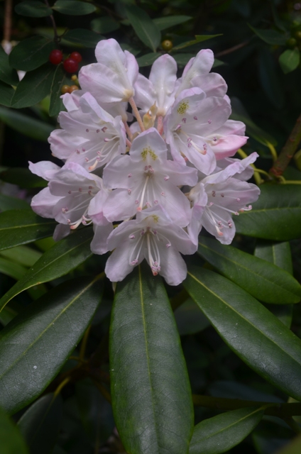 A closer view of a blooming rhododendron maximum at Monadnock State Park. The ones at Rhododendron State Park in Fitzwilliam should be out in full bloom soon! 07.05.13. Photo by Patrick Hummel. 