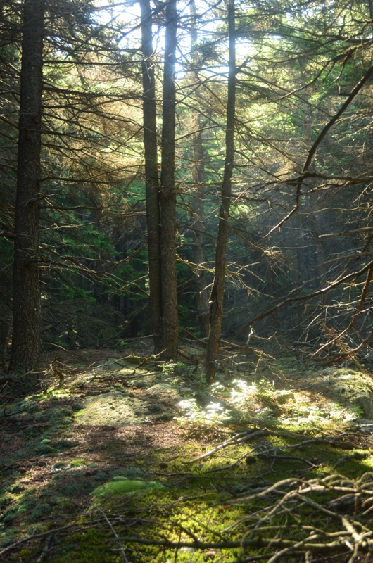 Morning sun cuts through the trees off of the Noble Trail. 07.18.13. Photo by Patrick Hummel.