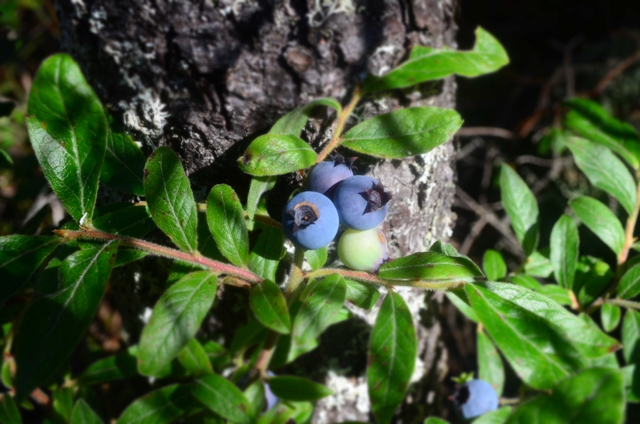 Trail treats! This low blueberry bush is found on the south side of Monadnock. 07.18.13. Photo by Patrick Hummel.