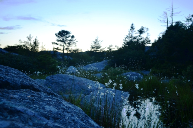 The quiet early evening serenity of a trailside bog off of the White Arrow Trail. 07.23.13. Photo by Patrick Hummel.