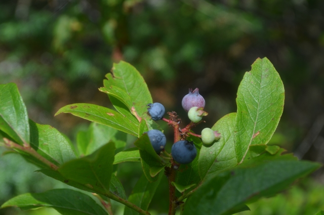 The wild blueberries in the Region are almost in season. Gap Mountain berries, photographed by Katrina Hummel. 07.08.13.