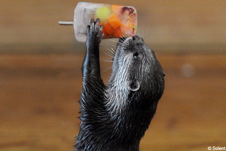 Bring enough water and you'll feel as awesome as an otter with a popsicle!