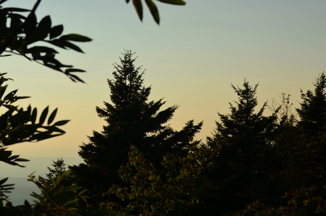 Monadnock trees, Smith Summit Trail. 08.21.13. Photo by Patrick Hummel.