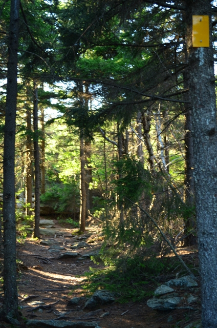 Monadnock's Trails are calling...this scene from the Smith Connecting Trail. Photo by Patrick Hummel.