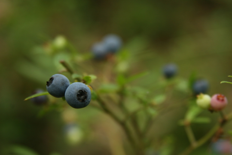 Treat yourself to some blueberries once you reach the top!