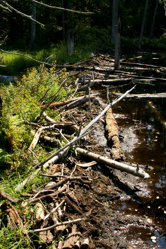 Walk either direction around the pond until you see one of the beaver dams. There are two main dams.