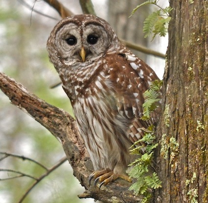 barred_owl_granthickey