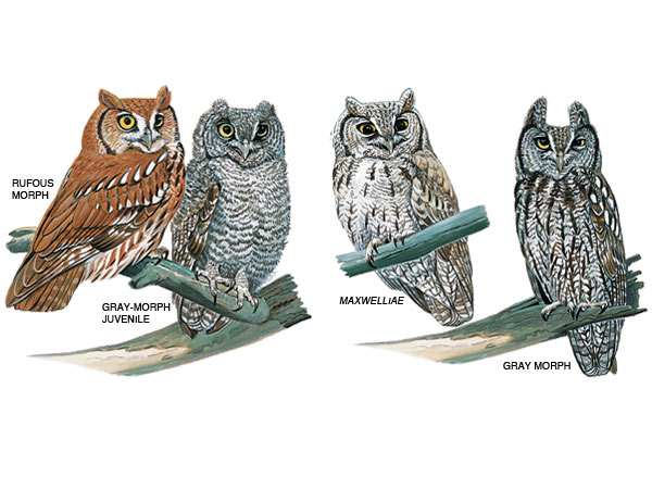 eastern-screech-owl-illustration_16914_600x450
