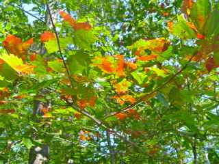 Maple leaves starting to turn.