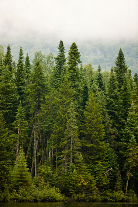 Spruce trees on a misty day on East Inlet in Pittsburg, New Hampshire.